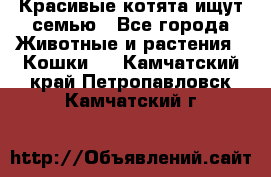 Красивые котята ищут семью - Все города Животные и растения » Кошки   . Камчатский край,Петропавловск-Камчатский г.